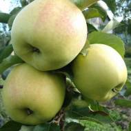 Саджанець Яблуня Оріон в контейнері